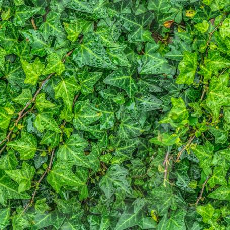 Natures Green Abstract Polyscias Guilfoylei and Sunshine on Leaves