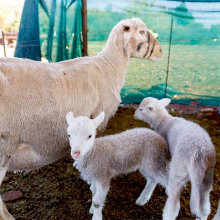 New Lambs and Their Mothers A Springtime Picture of Peace