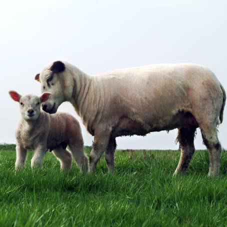 New Lambs and Their Mothers A Tender Springtime Bond