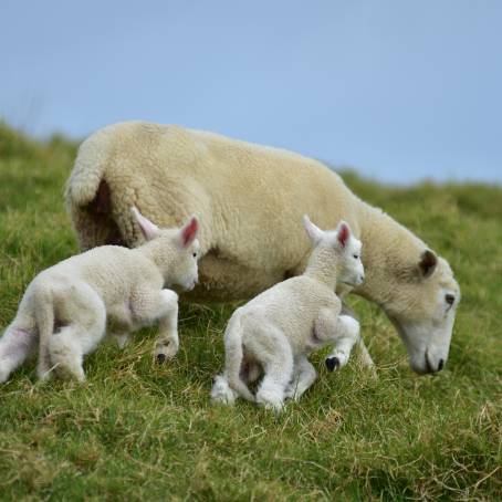 New Lambs Cuddling with Their Mothers A Warm Spring Embrace