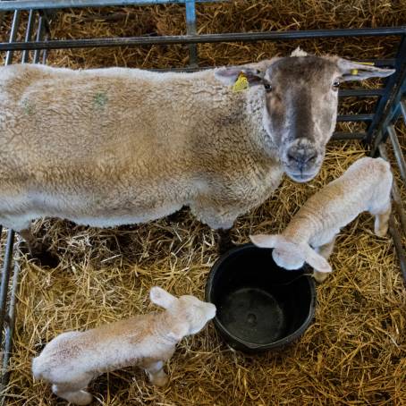 New Lambs Nestled Beside Their Mothers A Springtime Scene