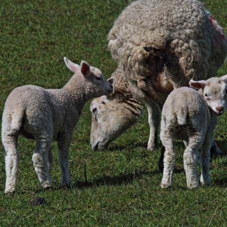 New Lambs Playing Near Their Mothers A Joyful Spring Sight