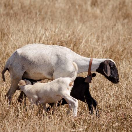 New Lambs with Their Mothers A Picture of Springs Warmth