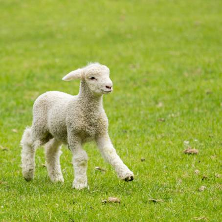 New Spring Lamb Exploring the Pasture A Fresh Start