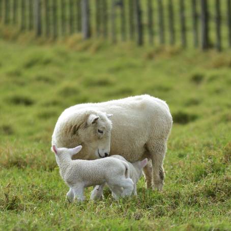 New Spring Lambs and Their Mothers A Glimpse of Tenderness