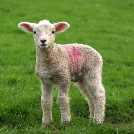 New Spring Lambs The Joy of a Fresh Start