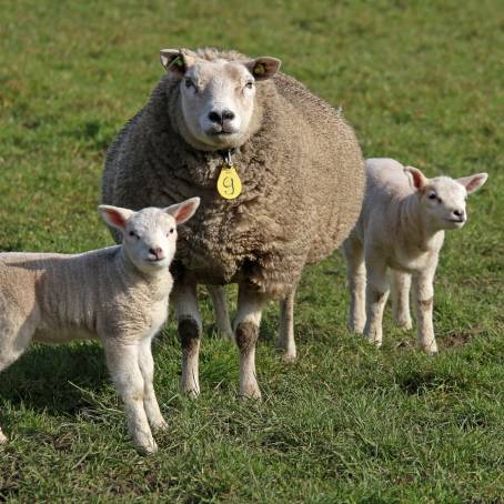 Newborn Lambs and Their Caring Mothers in Spring Meadows