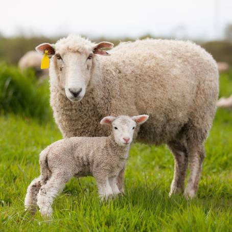 Newborn Lambs and Their Mothers A Springtime Celebration of Life