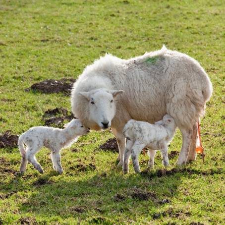 Newborn Lambs and Their Mothers A Springtime Family Scene