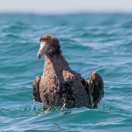 Northern Giant Petrel and Southern Royal Albatross Sightings