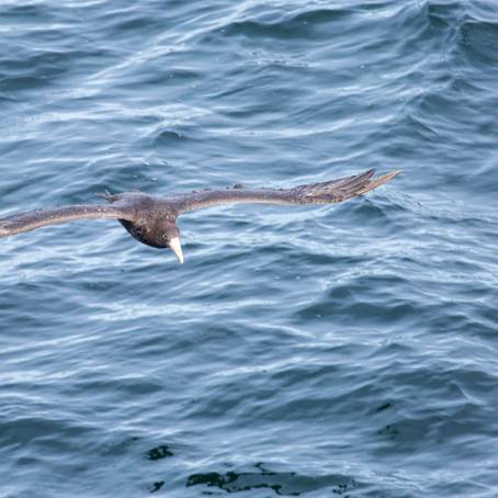 Northern Giant Petrels and Southern Royal Albatross Profiles