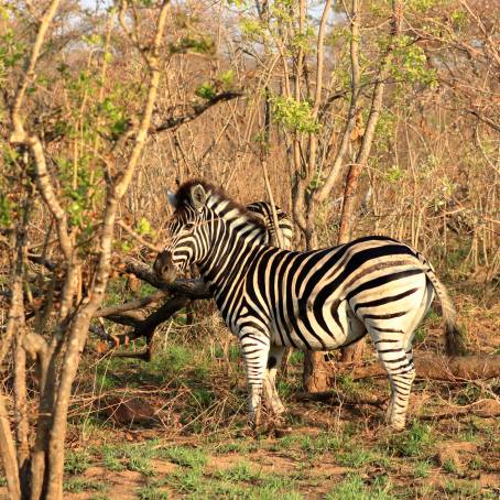 Observing Burchells Zebras in Kruger National Park