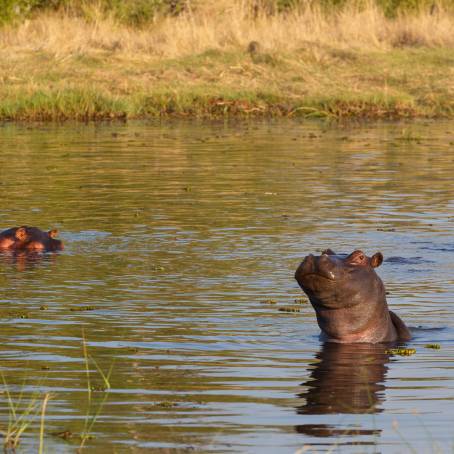 Open Mouth Hippo Displaying Threatening Behavior