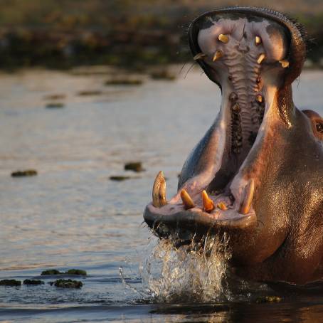 OpenMouth Hippo in Moremi Wildlife Reserve Water