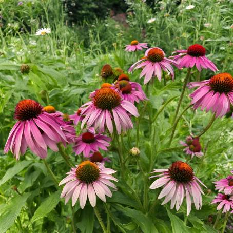 Organic Echinacea Flowers Fresh Blooms in the Garden