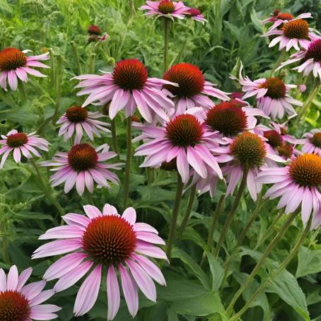 Organic Echinacea Growing Fresh in the Garden