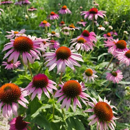 Organic Garden Echinacea Fresh Blooms and Herbal Beauty