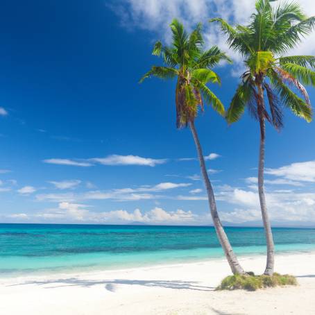 Panoramic View of Tropical Beach with Coconut Trees