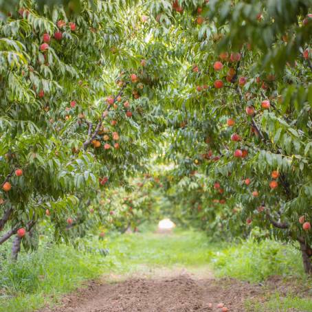 Peach Orchard Close Up Ripe Fruit Focus