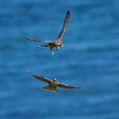 Peregrine Falcon Chicks at Esslingens City Church