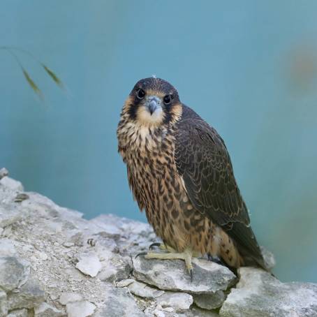 Peregrine Falcon Chicks Nesting at City Church