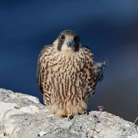 Peregrine Falcon Feeding Chicks at Esslingen Church