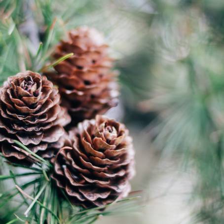 Pine Cones Nature Textured Wonders