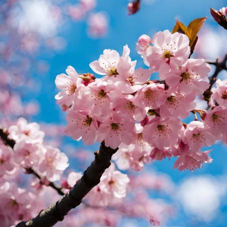 Pink Cherry Blossoms Flourishing Under a Brilliant Blue Sky  Japanese Springtime Elegance