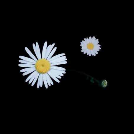 Pink Gerbera Daisy Blooming Elegantly on Black