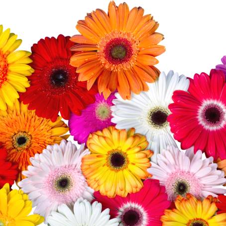 Pink Gerbera Daisy in Full Bloom on Black Background