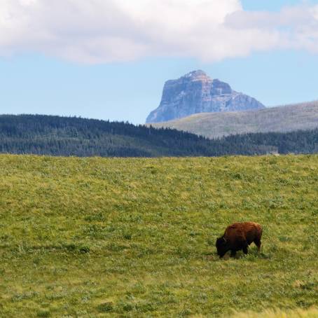 Plains Bison Grazing in Waterton Lakes National Park, Alberta