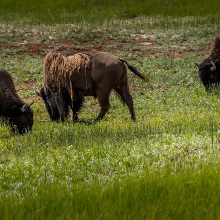 Plains Bison Herd at Waterton Lakes National Park, Alberta, Canada