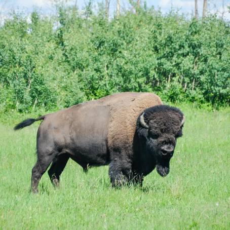 Plains Bison in Waterton Lakes National Parks Scenic Landscape