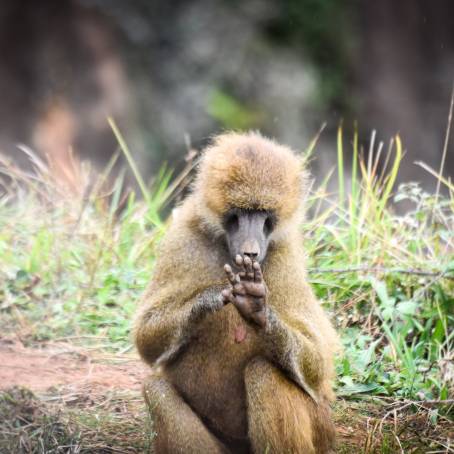 Playful African Monkeys at Monkey Park Having Fun