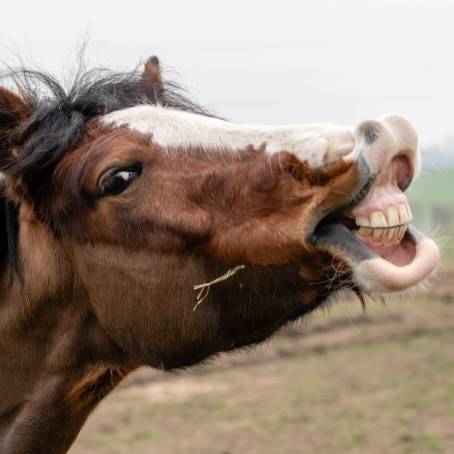 Playful Horse Grinning at Latvian Zoo