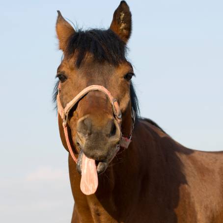 Playful Horse Grinning at Small Zoo