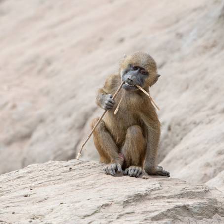 Playful Moments with African Monkeys at Monkey Park