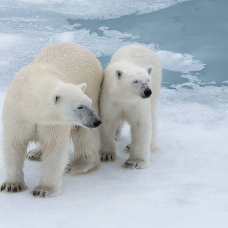 Polar Bears in Arctic Pack Ice on Svalbard