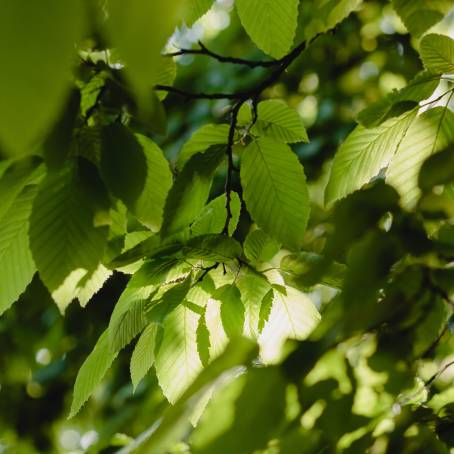 Polyscias Guilfoylei Leaves Illuminated by Sunlight Abstract Green Nature Wallpaper