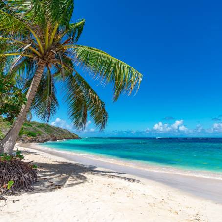 Poolside Vista to Beach and Palms, Andros Island, Bahamas