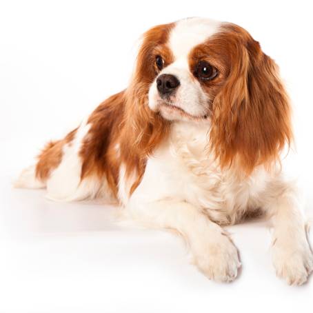 Portrait of a Cute Cavalier Spaniel Highlighting the Adorable Features of a Beloved Dog