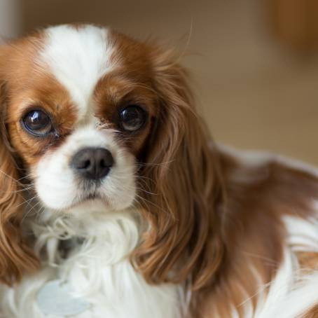 Portrait of a Cute Cavalier Spaniel Showcasing the Affectionate and Gentle Spirit of a Beloved Dog