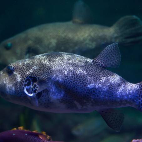 Portrait of Star Puffer in El Quesir Reef