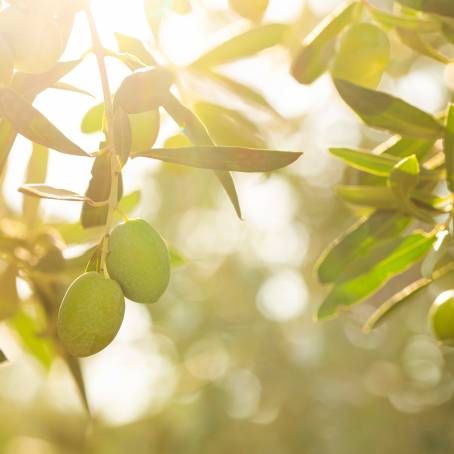 Premium Olive Oil on White Surface TopDown View for Cooking