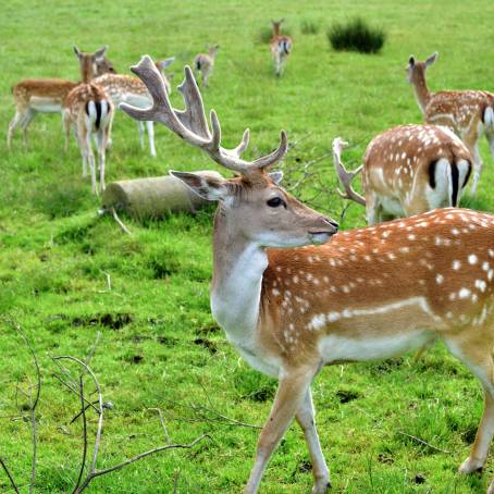 Proud Fallow Buck Among the Deer Herd in Serene Landscape