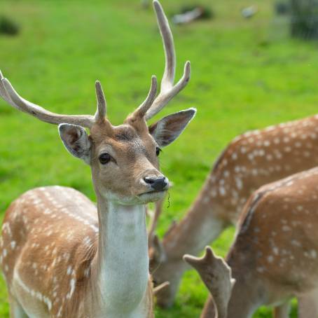 Proud Fallow Buck with Herd in Tranquil Woodland