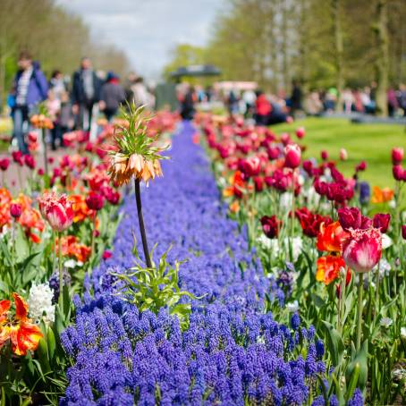 Radiant Colorful Crocus Flowers in Sunlit Garden