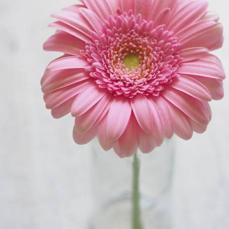 Radiant Pink Gerbera Daisy Blooming