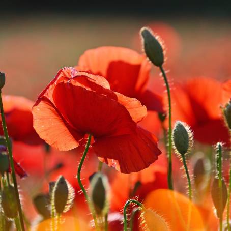 Radiant Red Poppy in the Midst of Poppy Bloom