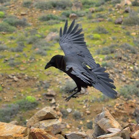 Raven in Fuerteventuras Natural Habitat